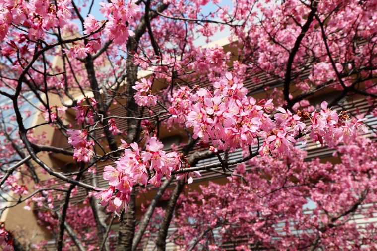 鮮やかなピンク色が特徴的な桜です
