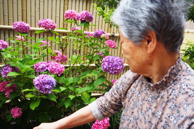 紫陽花と夕涼み