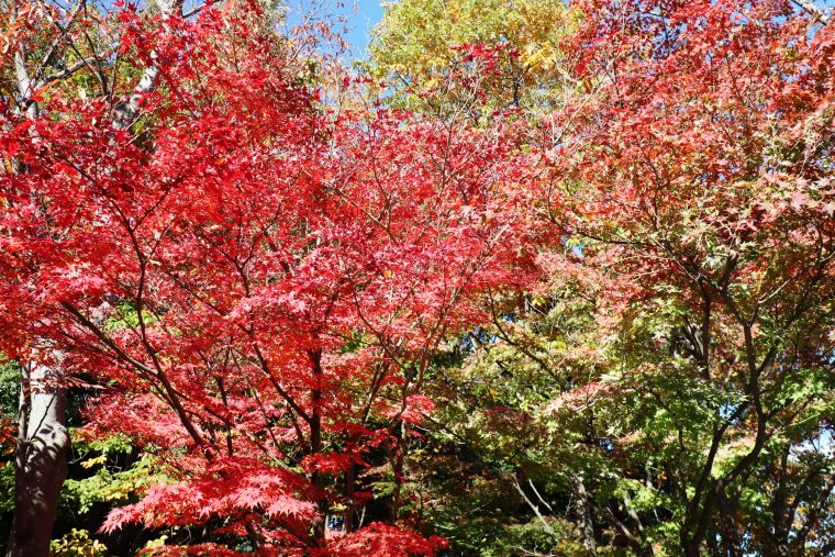 秋晴れの紅葉狩り