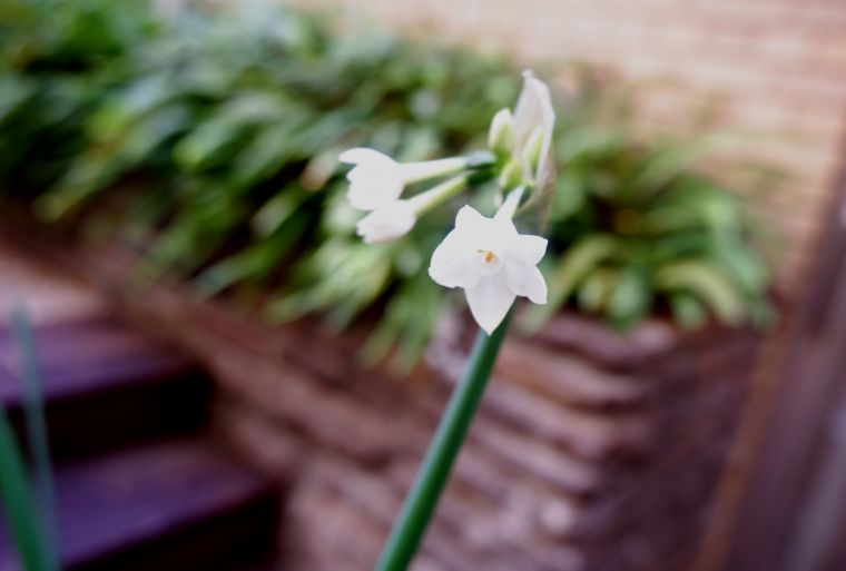 水仙の花が咲きました