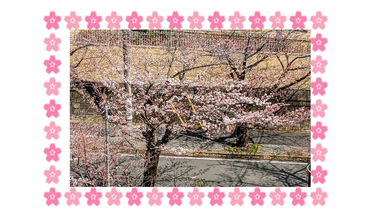 今年も桜の季節がやってきました みずたま介護ステーション